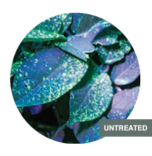 Untreated leaf