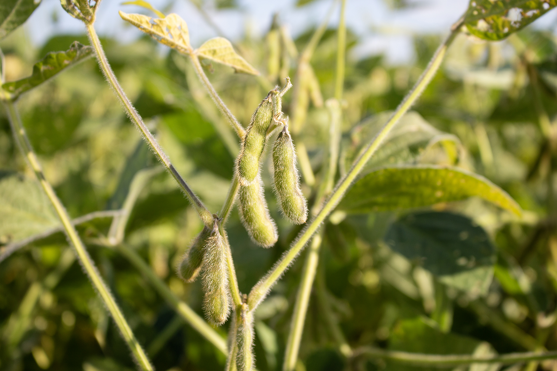 ORO-RZ and PREV-AM Unbeatable combination against White Mold | Rovensa ...